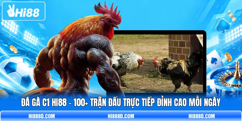 Đá Gà C1 HI88 - 100+ Trận Đấu Trực Tiếp Đỉnh Cao Mỗi Ngày